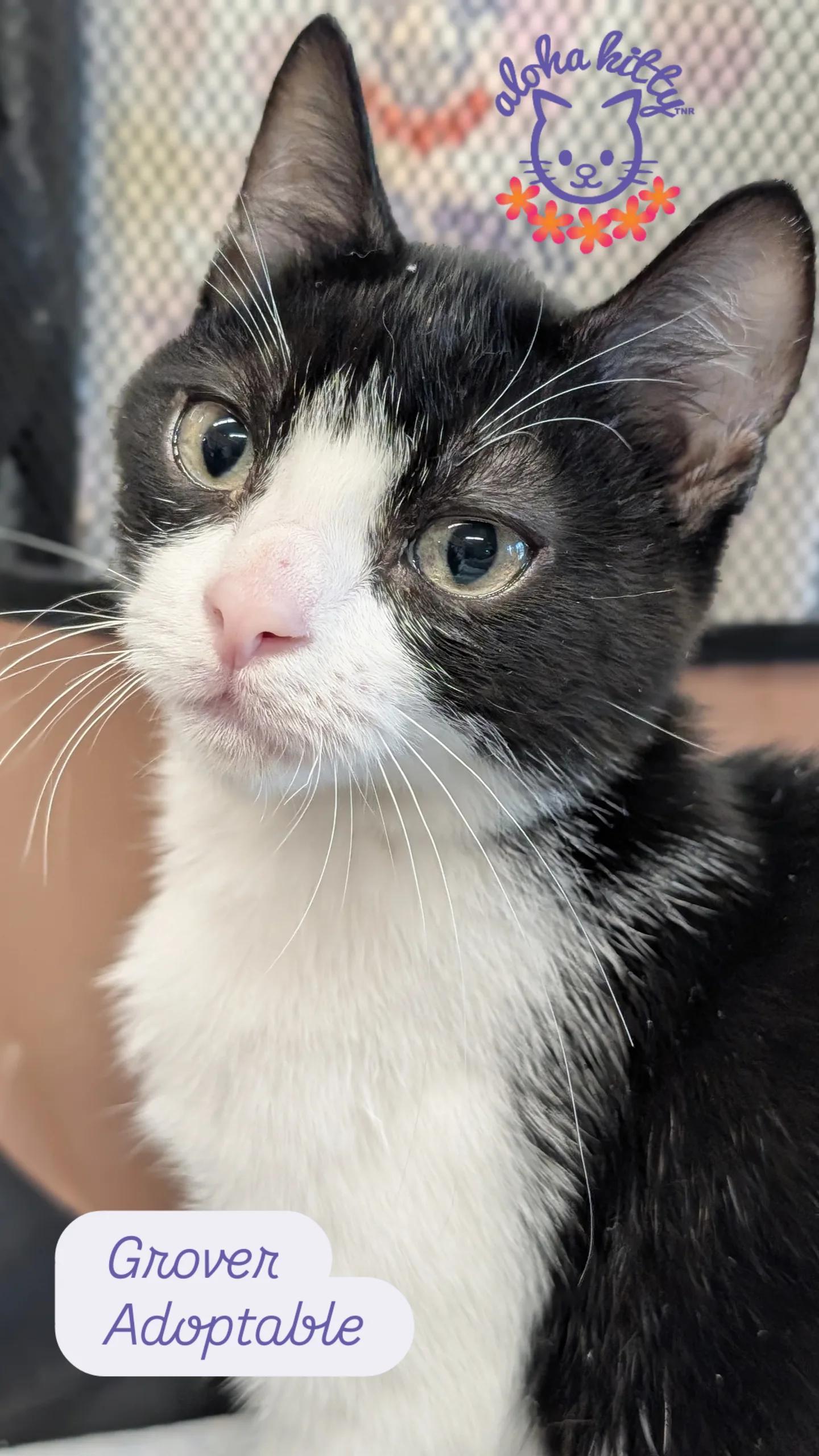 Grover, Adoptable, Kitten Female Domestic Short Hair.