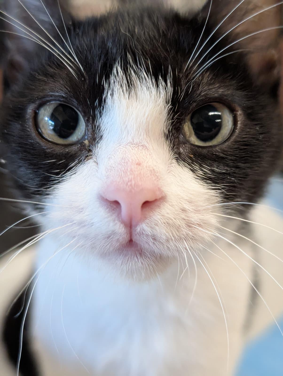 Enlarge Grover, a Adoptable Domestic Short Hair in Honolulu, HI image 2/4