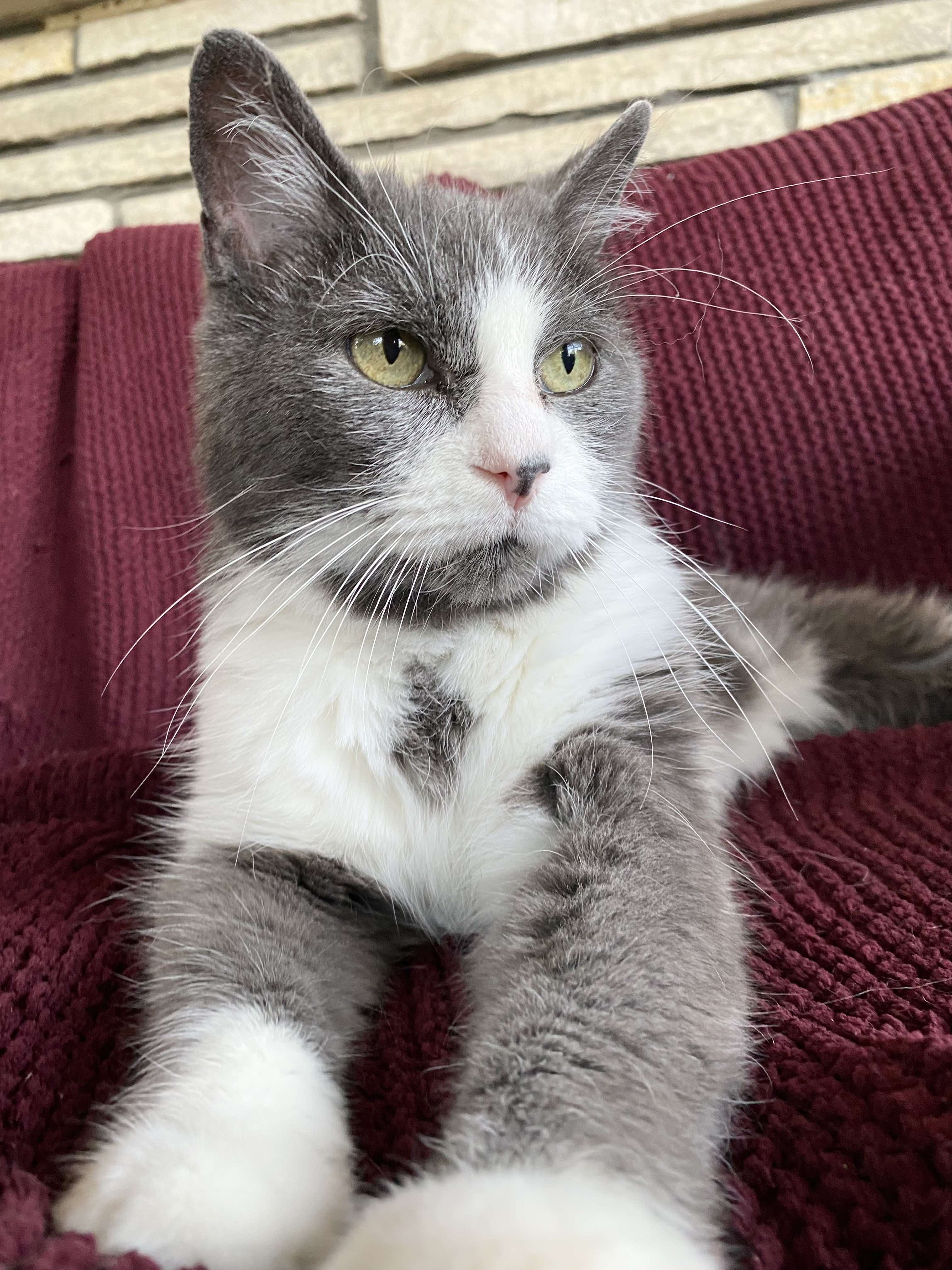 Enlarge Bogey, a Adopted Domestic Short Hair in Brantford, ON image 1/5