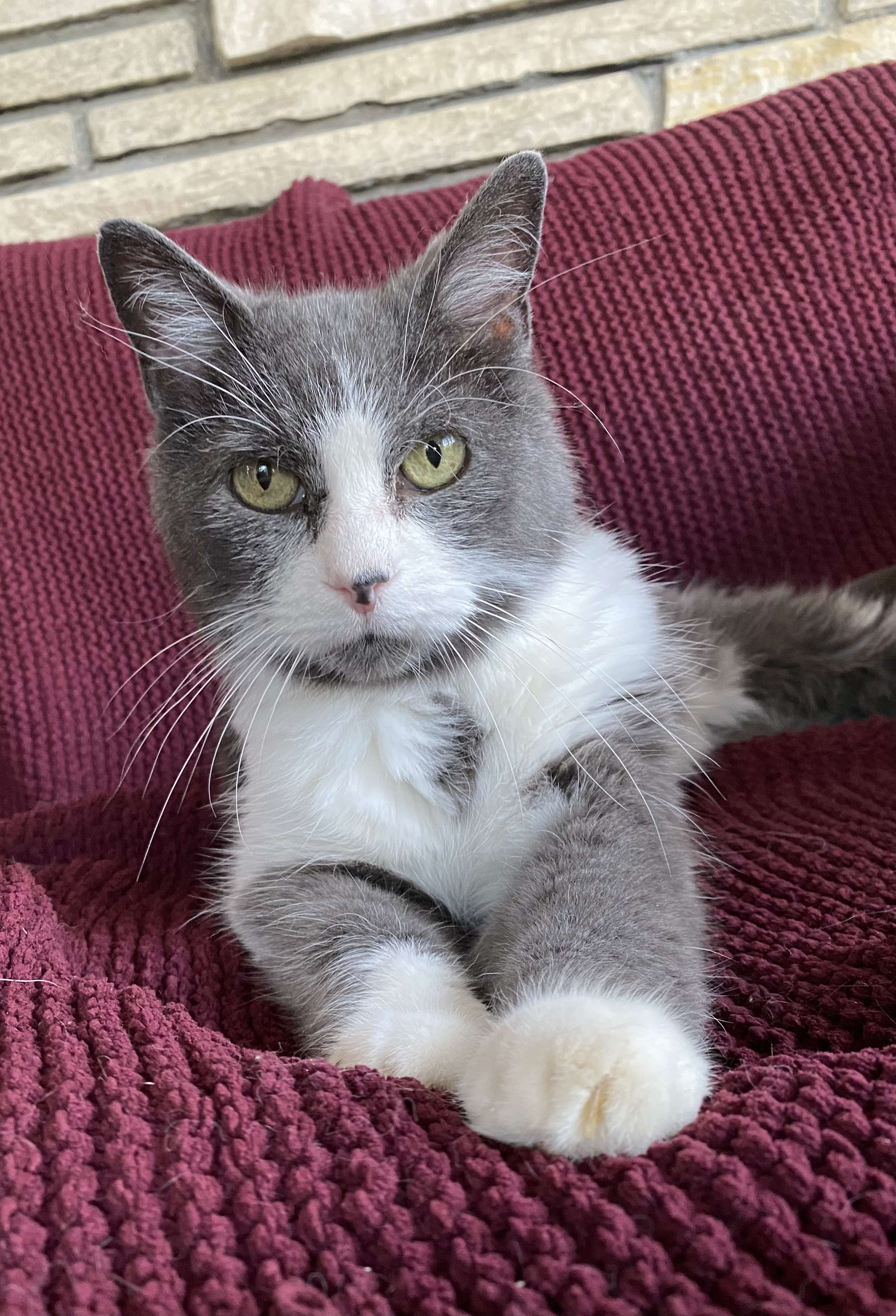 Enlarge Bogey, a Adopted Domestic Short Hair in Brantford, ON image 2/5