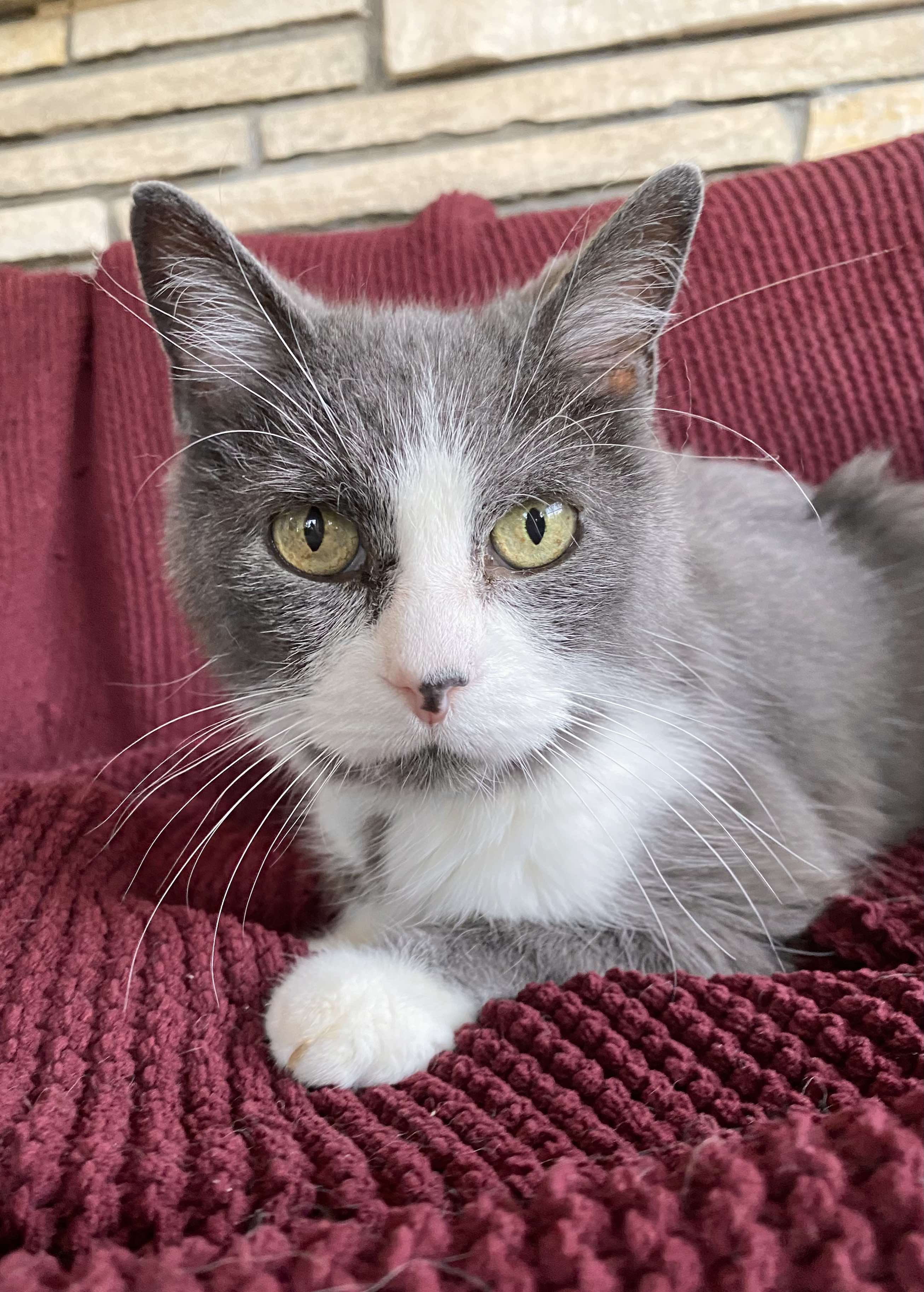 Enlarge Bogey, a Adopted Domestic Short Hair in Brantford, ON image 3/5