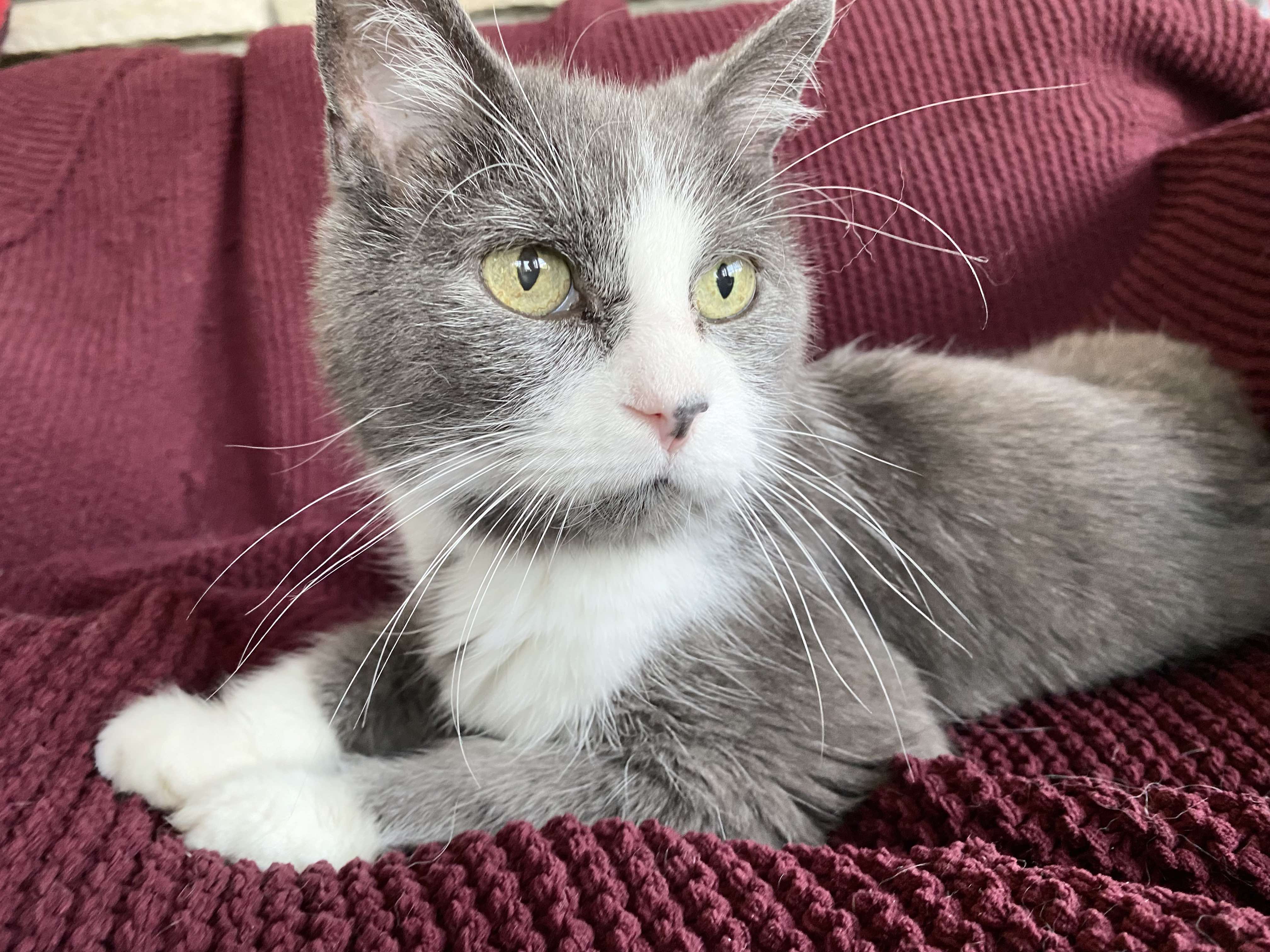 Enlarge Bogey, a Adopted Domestic Short Hair in Brantford, ON image 4/5