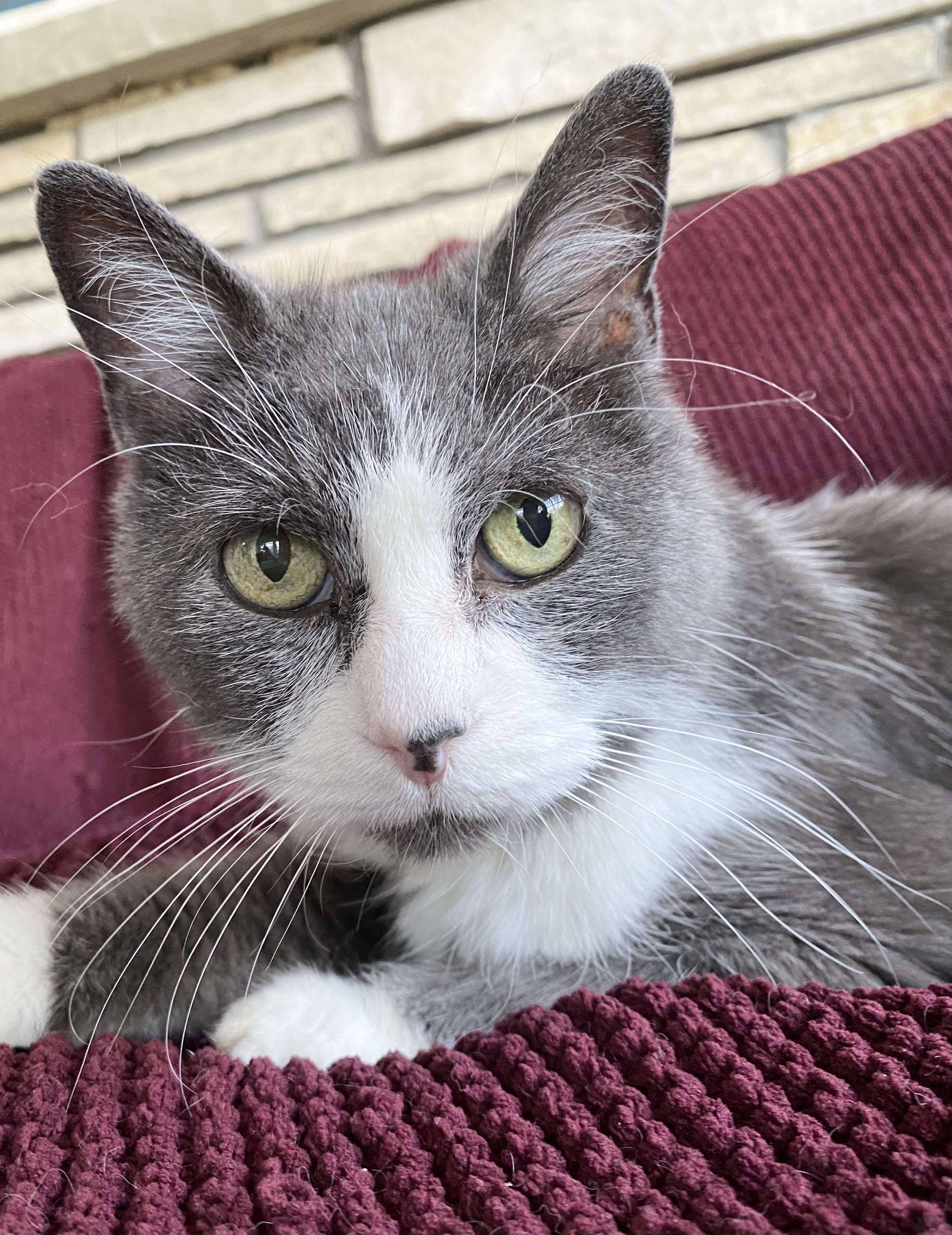 Enlarge Bogey, a Adopted Domestic Short Hair in Brantford, ON image 5/5