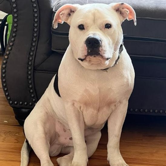 Meet STITCH - 5 YR OLD White & Brindle Boy! COURTESY POSTING