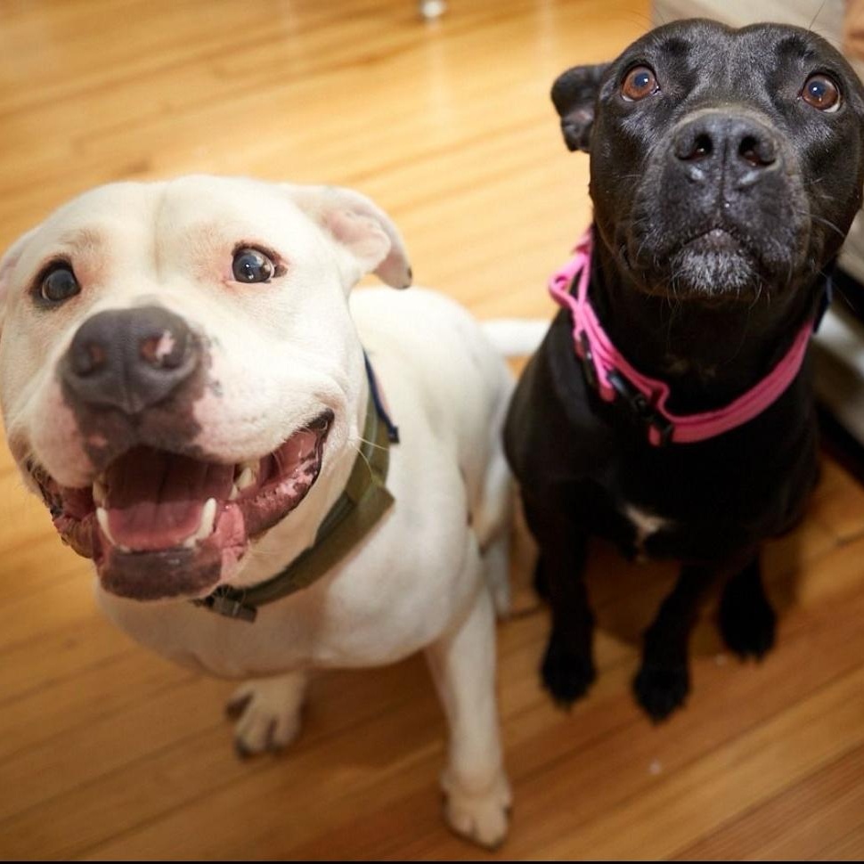 Meet STITCH - 5 YR OLD White & Brindle Boy! COURTESY POSTING