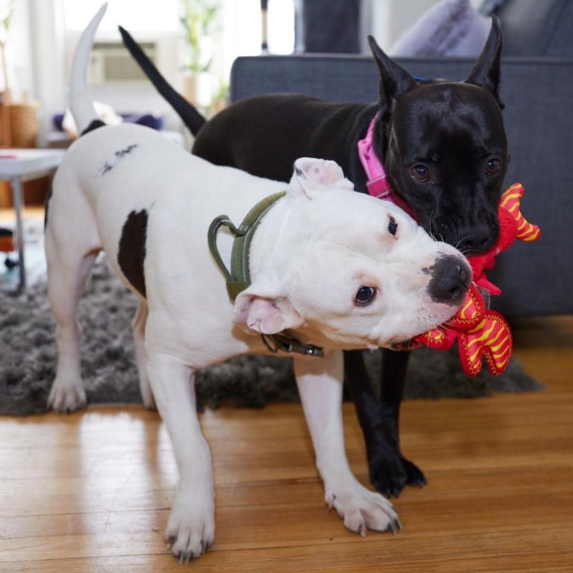 Meet STITCH - 5 YR OLD White & Brindle Boy! COURTESY POSTING