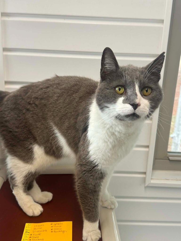 Enlarge Cronch, a Adoptable mixed breed in Marion, OH image 2/2