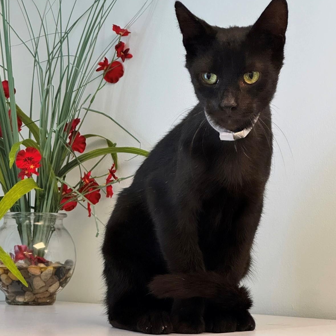 Enlarge Pharaoh, a ADOPTABLE Domestic Short Hair in Syosset, NY image 1/1