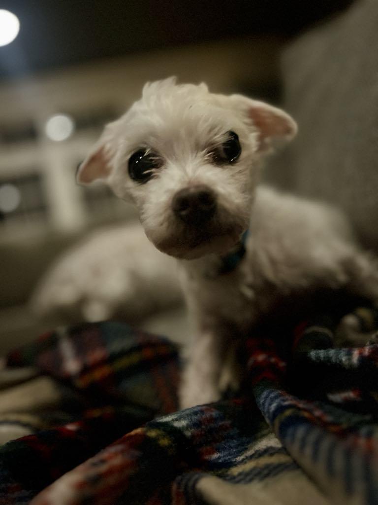 Sir Charles, Adult Male unknown