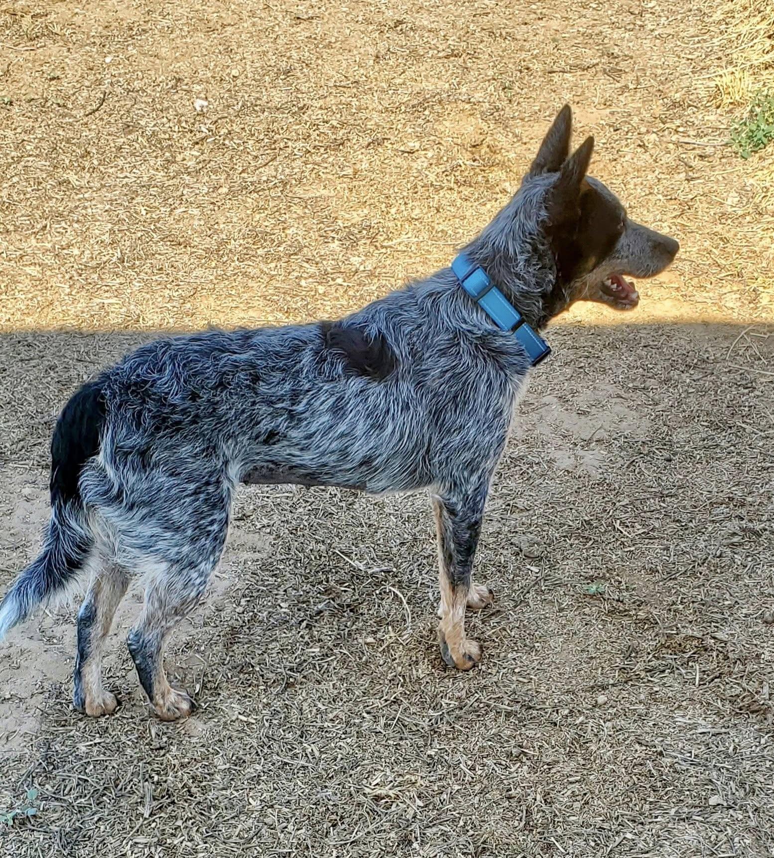 Indy, Adopted, Young Female Australian Cattle Dog / Blue Heeler.