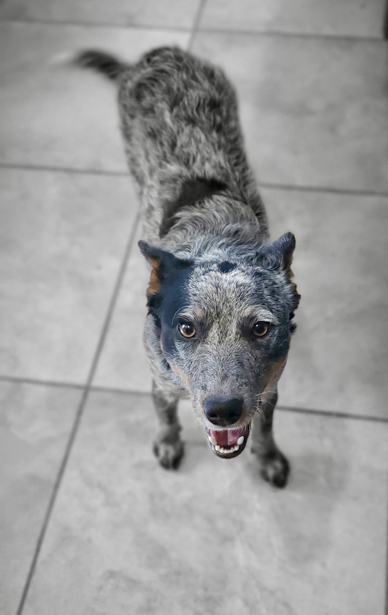 Enlarge Indy, a Adopted Australian Cattle Dog / Blue Heeler in Paso Robles, CA image 2/3