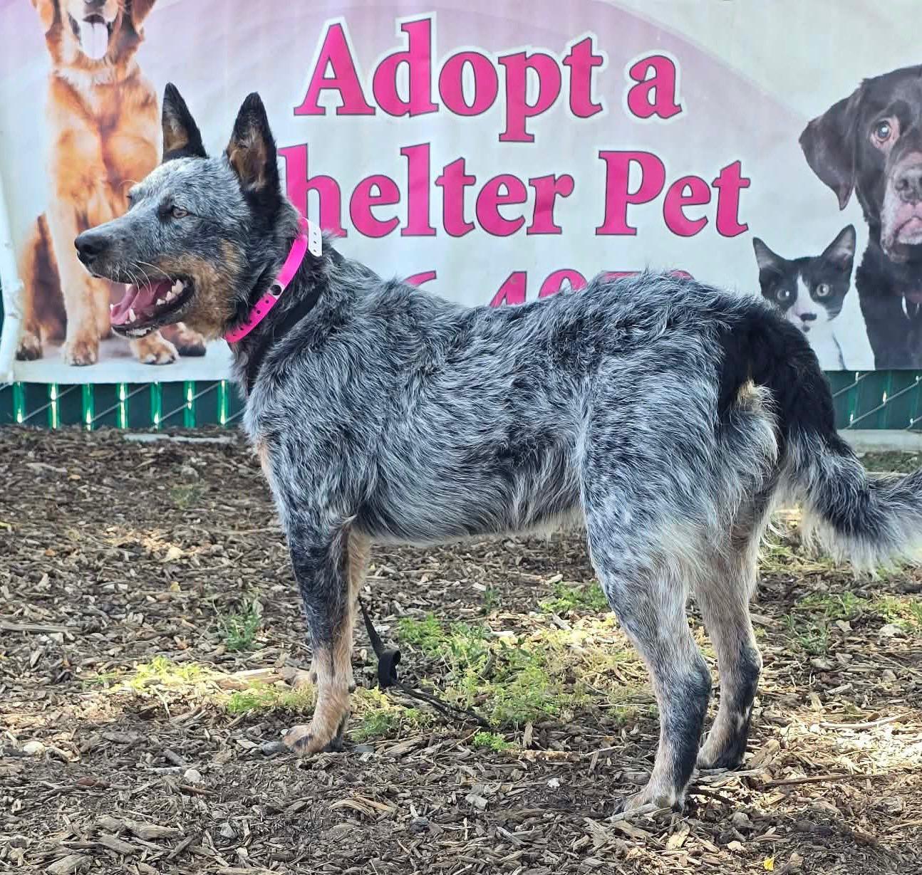 Enlarge Indy, a Adopted Australian Cattle Dog / Blue Heeler in Paso Robles, CA image 3/3