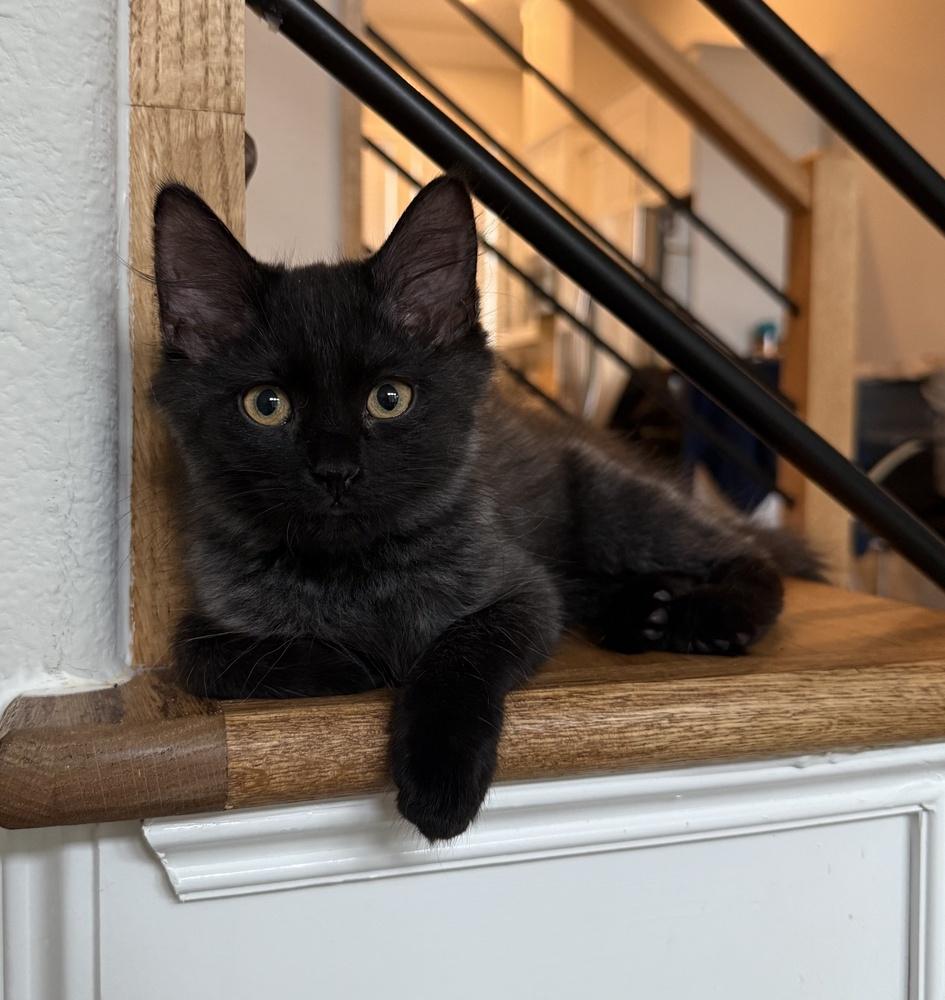 Marie, Adoptable, Kitten Female Domestic Long Hair & Tabby.