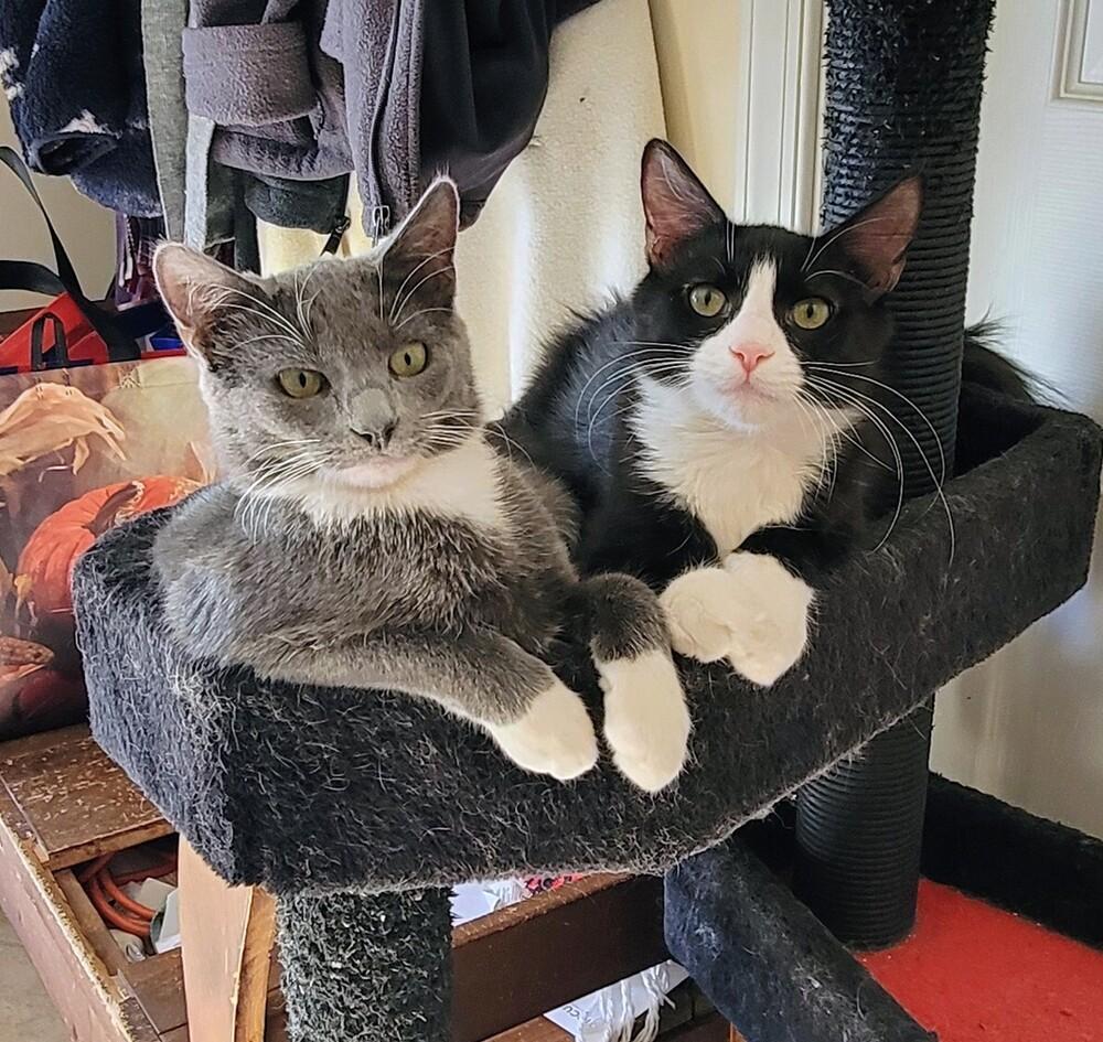 Enlarge Max, a Adoptable Domestic Medium Hair in Greenbelt, MD image 1/3