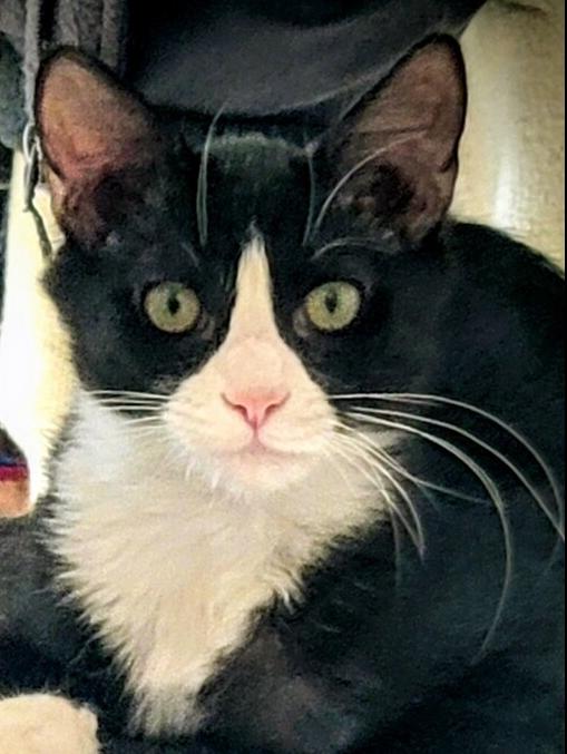 Enlarge Max, a Adoptable Domestic Medium Hair in Greenbelt, MD image 3/3