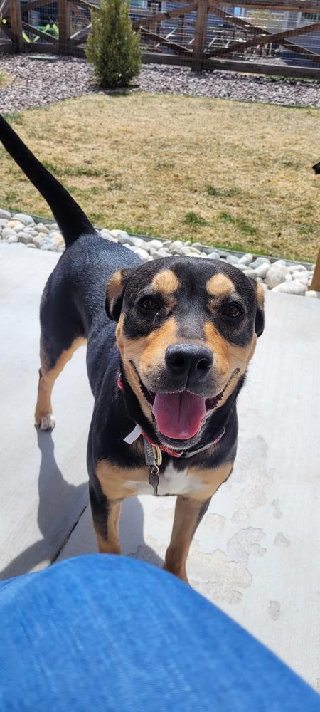 Sabrina, Adoptable, Adult Female Rottweiler.