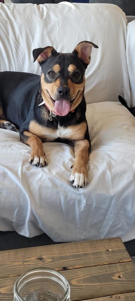 Enlarge Sabrina, a Adoptable mixed breed in Colorado Springs, CO image 2/6