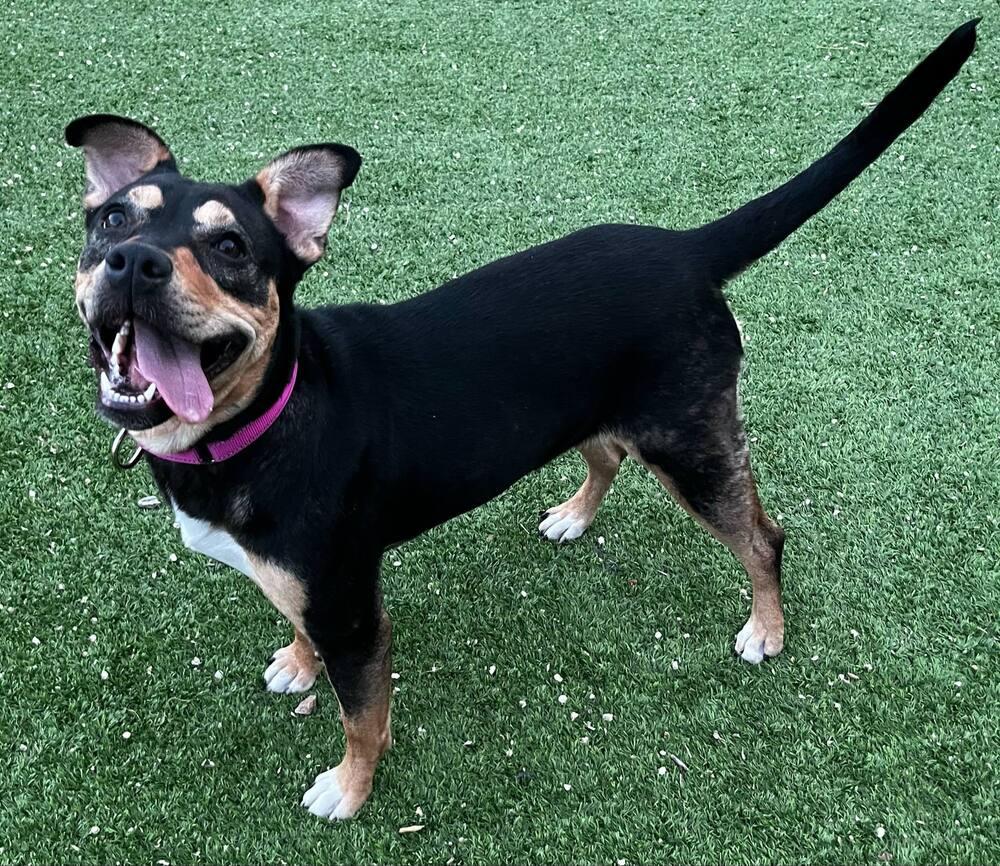 Enlarge Sabrina, a Adoptable mixed breed in Colorado Springs, CO image 3/6