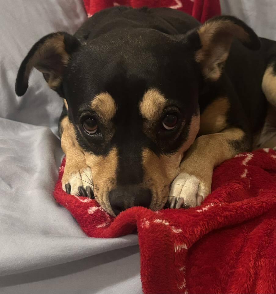 Enlarge Xena, a Adoptable mixed breed in Colorado Springs, CO image 4/6