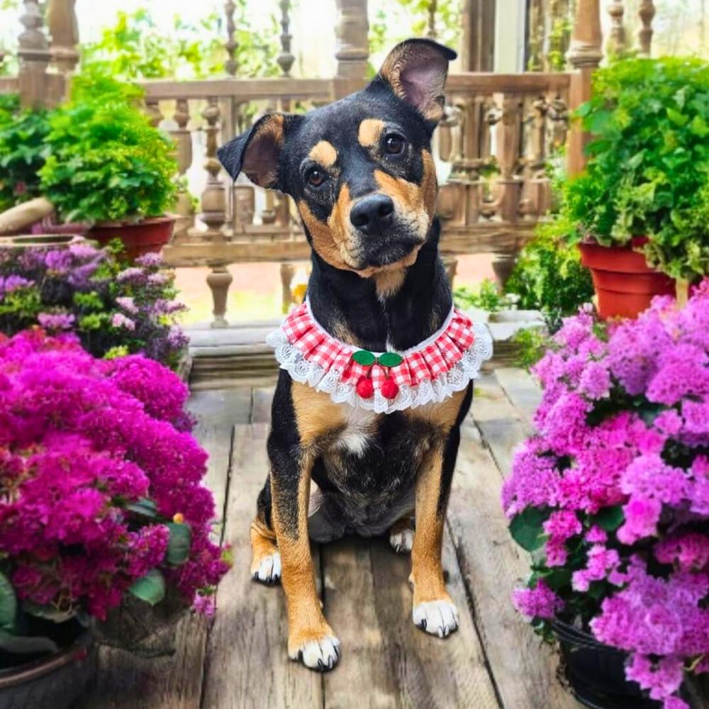 Enlarge Sabrina, a Adoptable mixed breed in Colorado Springs, CO image 5/6