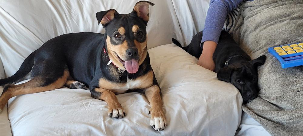 Enlarge Sabrina, a Adoptable mixed breed in Colorado Springs, CO image 6/6