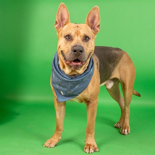 Enlarge KODAK, a Adoptable mixed breed in Saint Louis, MO image 1/1