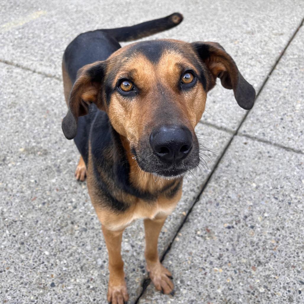 Dinah, a Adoptable Mixed Breed in Charleston, WV image 1/6