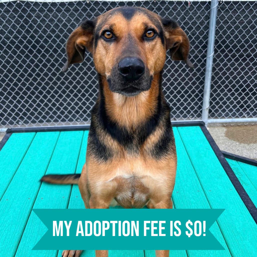 Dinah, a Adoptable Mixed Breed in Charleston, WV image 2/6