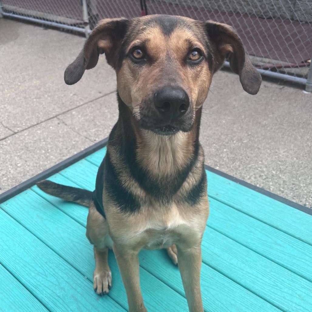 Dinah, a Adoptable Mixed Breed in Charleston, WV image 3/6