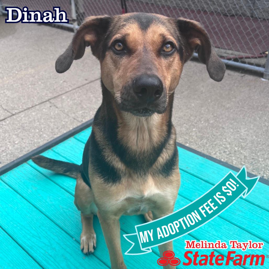 Dinah, a Adoptable Mixed Breed in Charleston, WV image 4/6