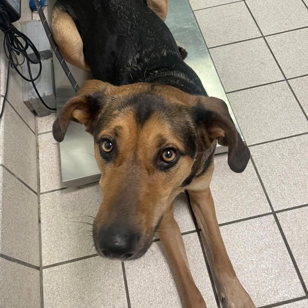 Dinah, a Adoptable Mixed Breed in Charleston, WV image 5/6