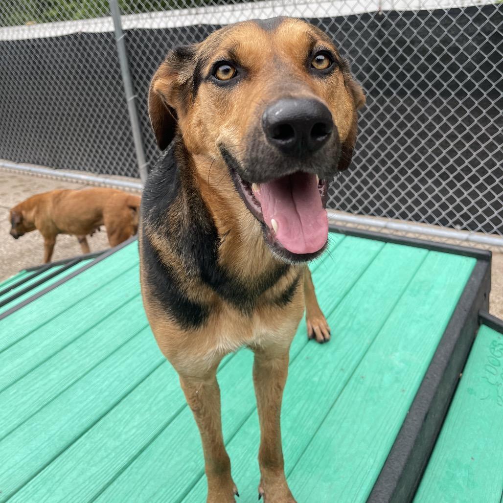 Dinah, a Adoptable Mixed Breed in Charleston, WV image 6/6