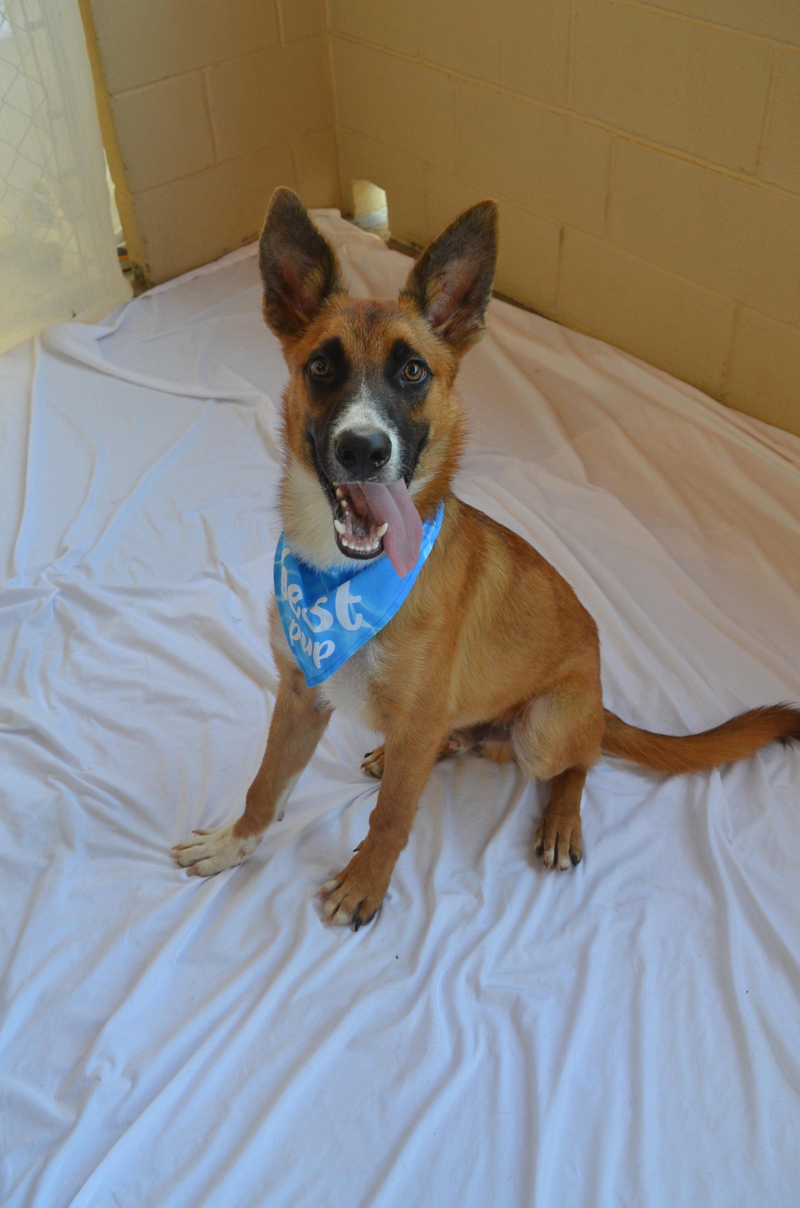 Flump, Adoptable, Puppy Male Shepherd.