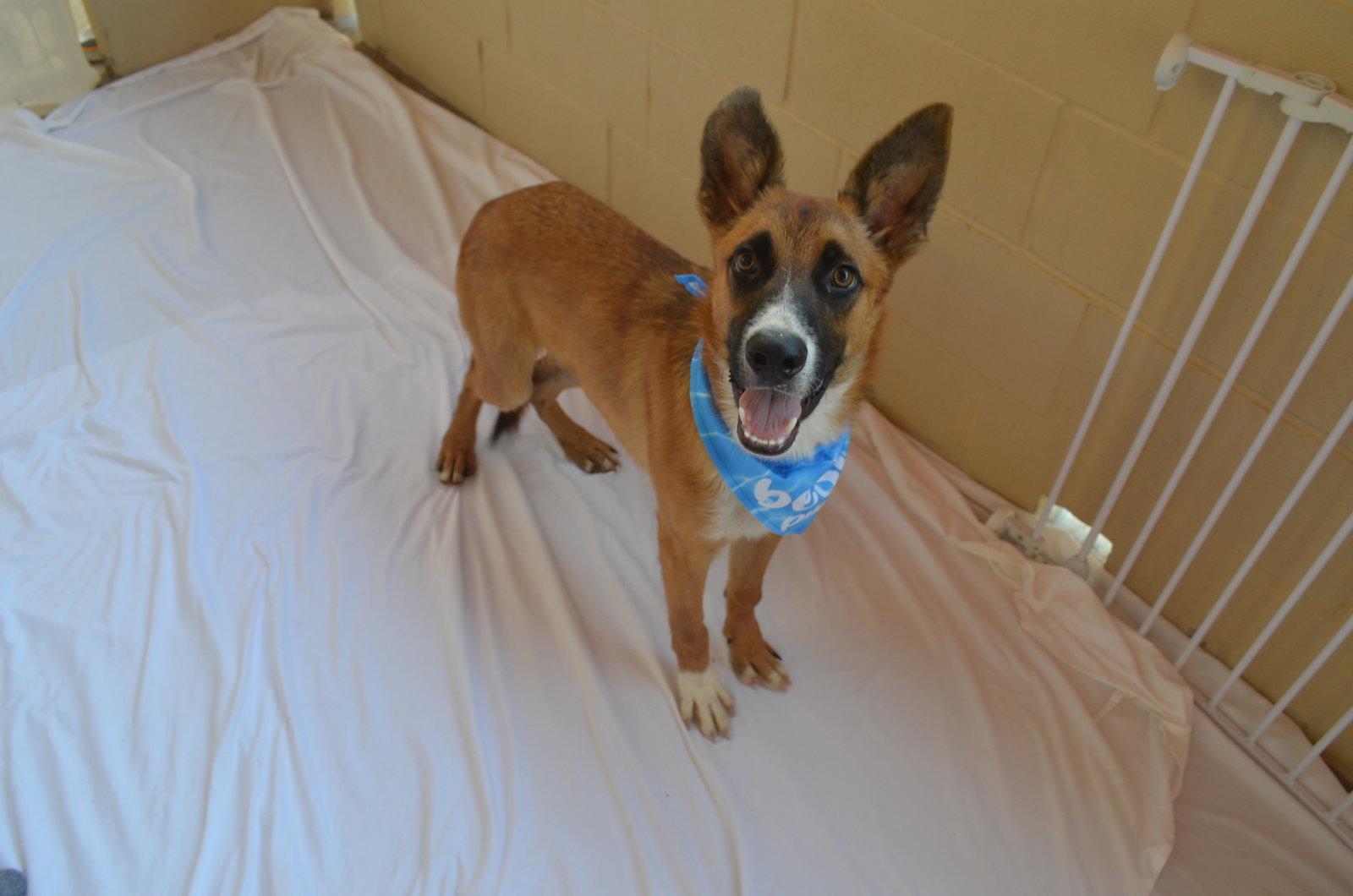 Enlarge Flump, a Adoptable Shepherd in McKinney, TX image 2/3