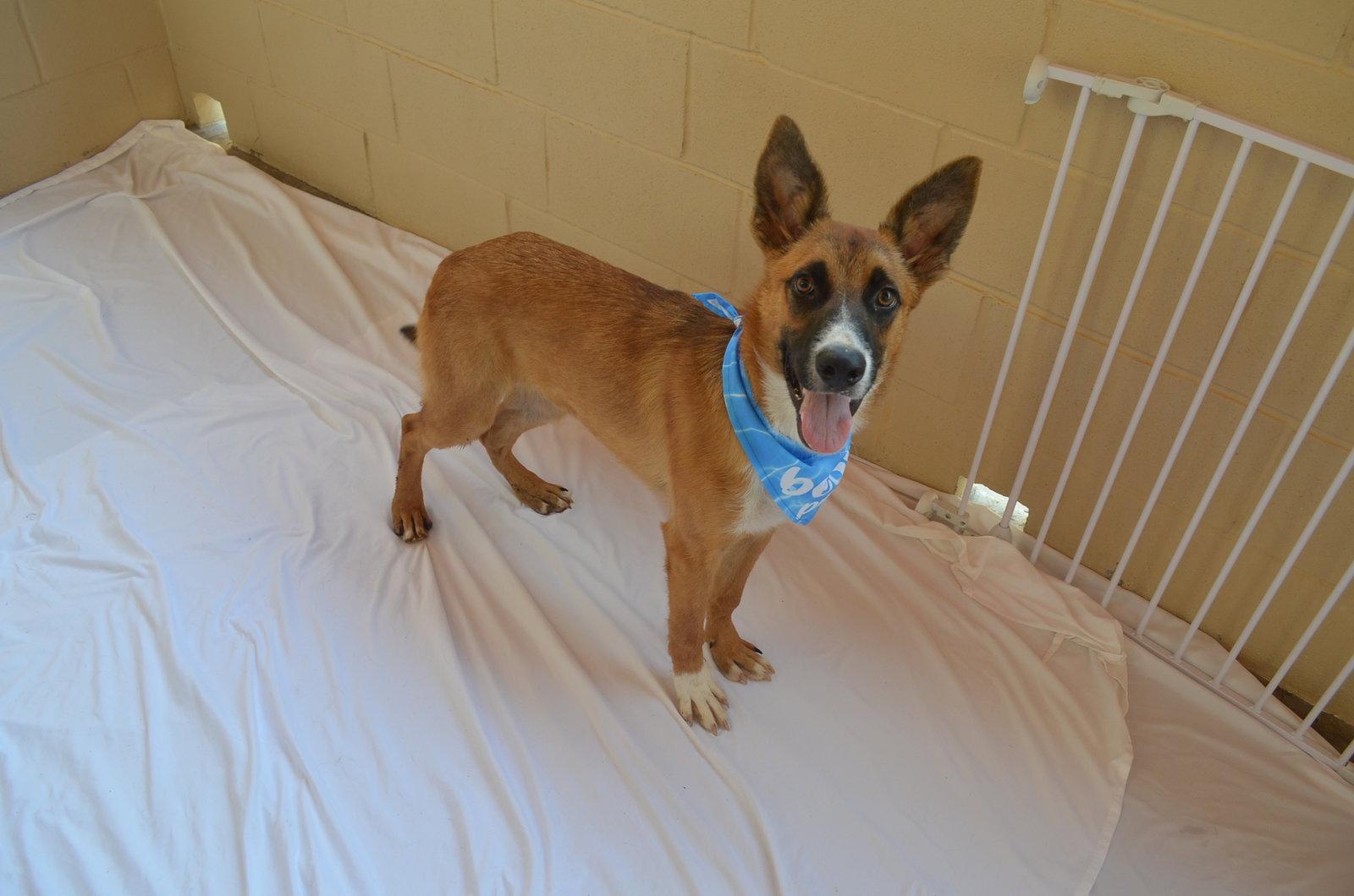 Enlarge Flump, a Adoptable Shepherd in McKinney, TX image 3/3