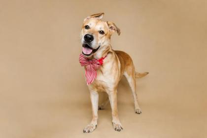 B Mo, ADOPTABLE, Adult Male Shepherd.