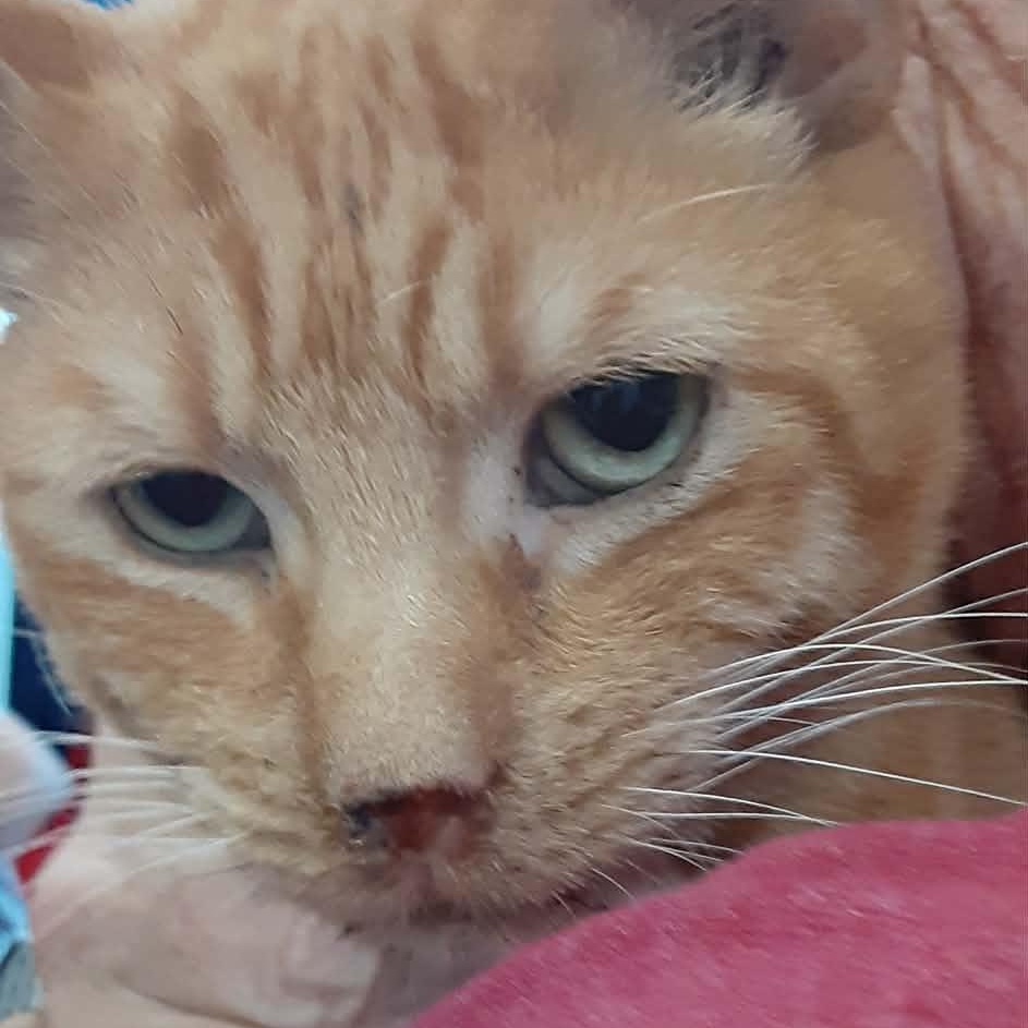 Hollywood - 8 yo senior — thumbnail 2