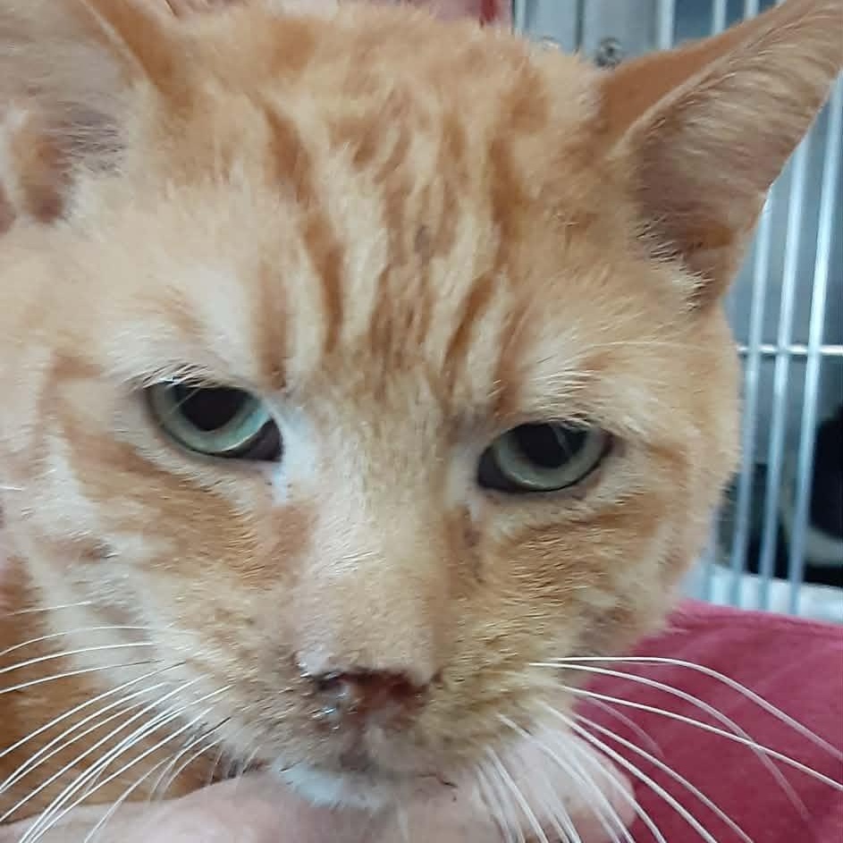 Hollywood - 8 yo senior — thumbnail 3