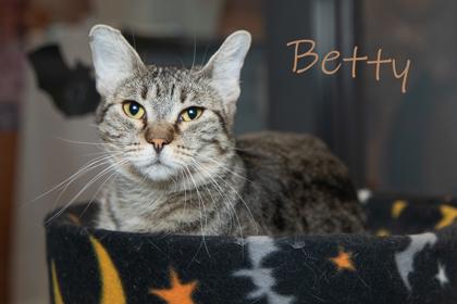 Betty, Adoptable, Adult Female Domestic Short Hair & Domestic Short Hair.