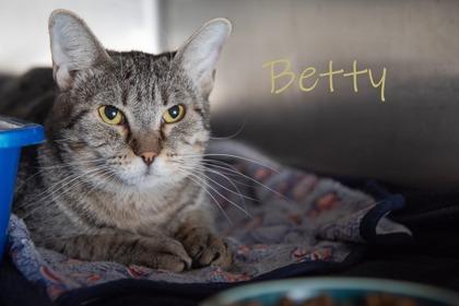 Betty, a Adoptable Domestic Short Hair in Scottsdale, AZ image 2/2