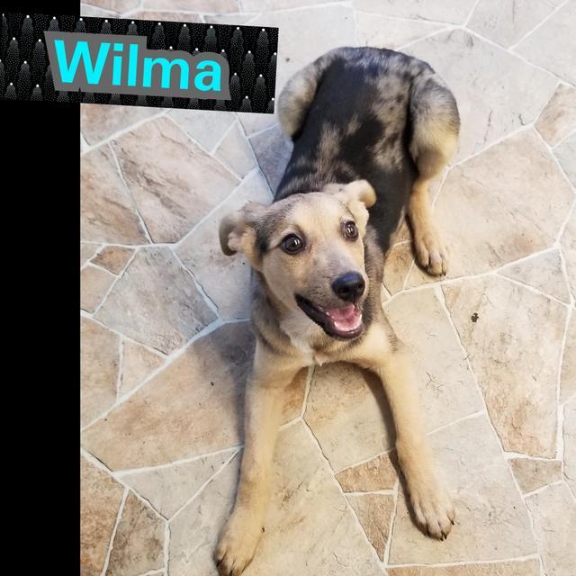 Enlarge Wilma, a Adopted mixed breed in Mena, AR image 1/1