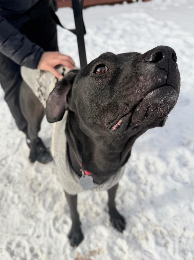 Velcro, Adoptable, Adult Male Mixed Breed.