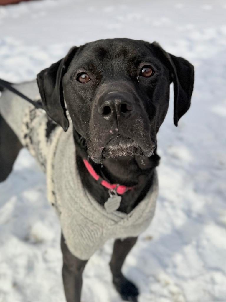 Enlarge Velcro, a Adoptable mixed breed in Menomonie, WI image 2/4