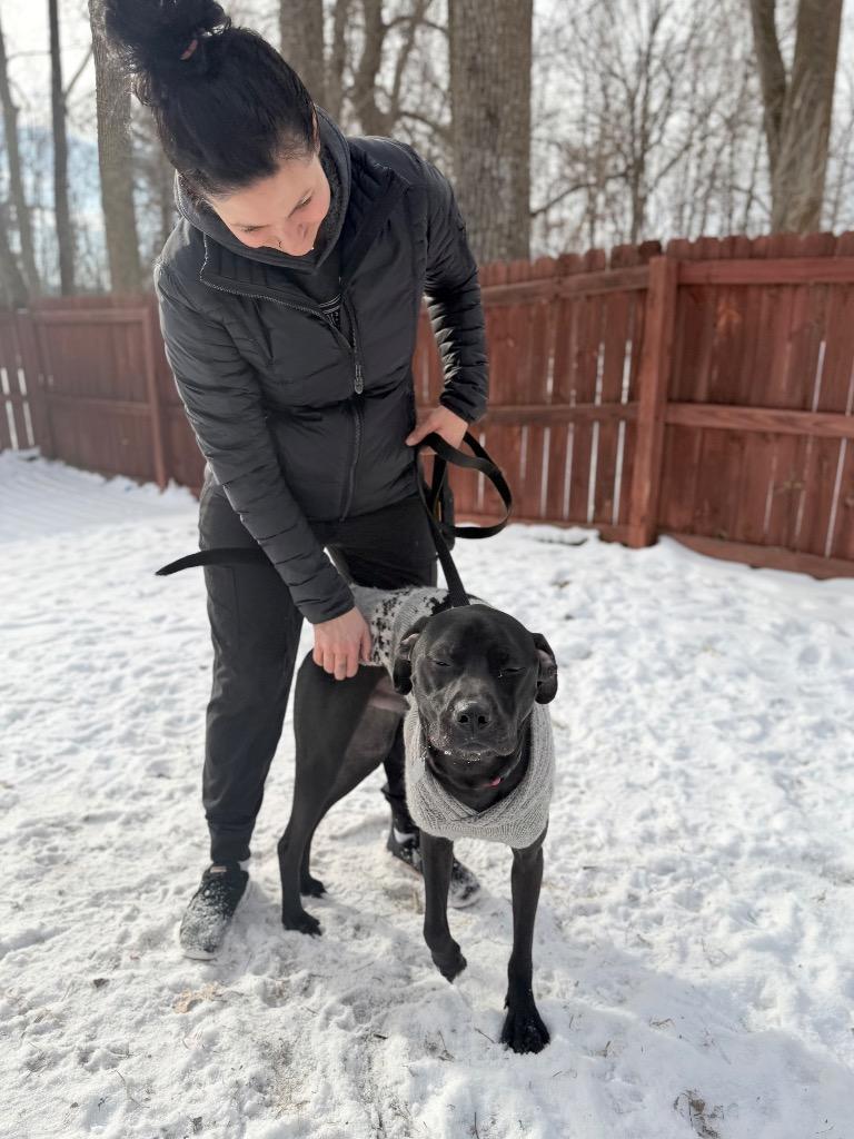 Enlarge Velcro, a Adoptable mixed breed in Menomonie, WI image 3/4