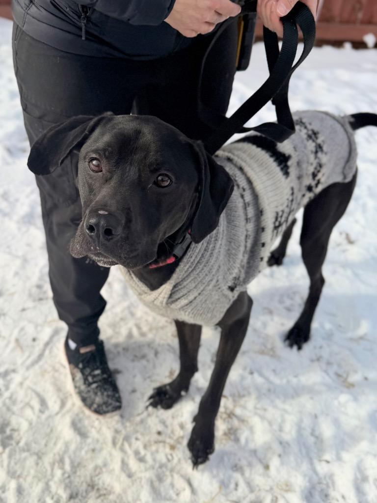 Enlarge Velcro, a Adoptable mixed breed in Menomonie, WI image 4/4