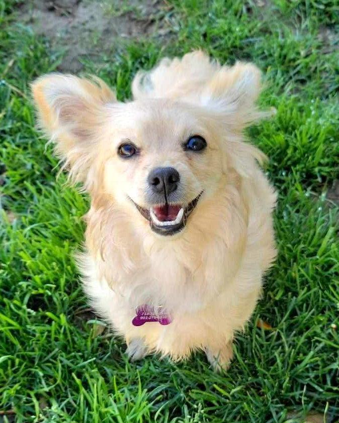 Enlarge Foxy, a Adopted mixed breed in Corona, CA image 2/3