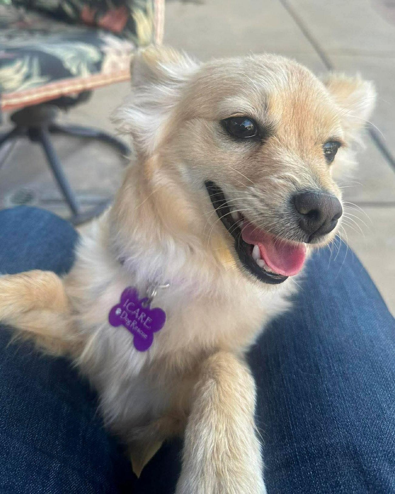 Enlarge Foxy, a Adopted mixed breed in Corona, CA image 3/3