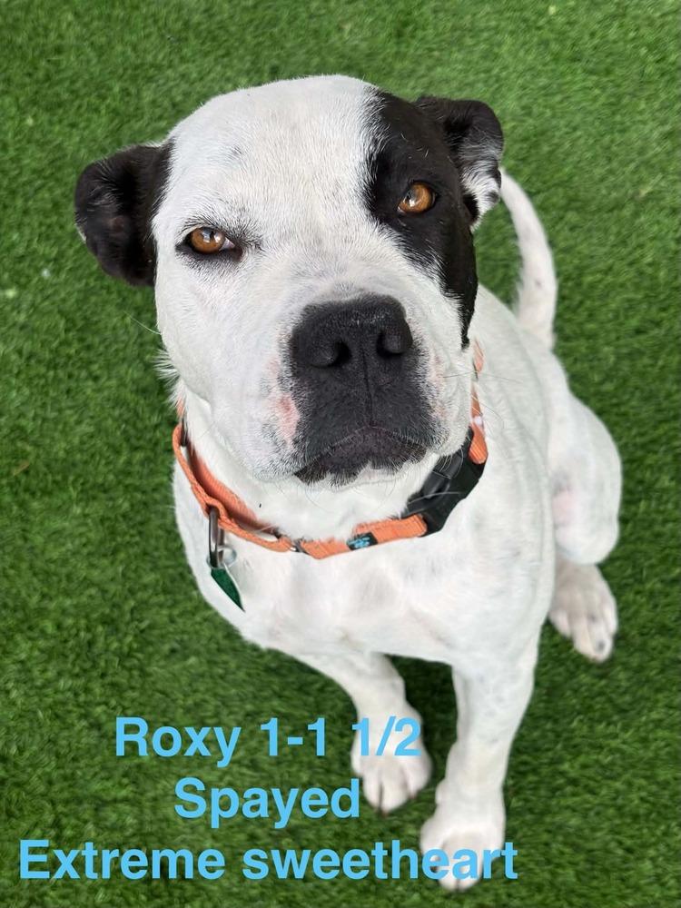 Enlarge Roxy, a Adoptable mixed breed in Evergreen, CO image 1/1