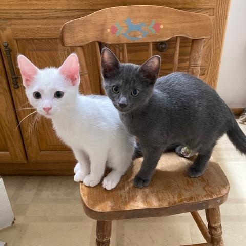 Grayson, an adopted Russian Blue in Midland, MI image 3/3