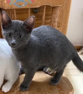 Grayson, adopted, Kitten Male Russian Blue.
